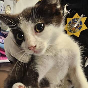 IVHS-Stray-139452 -  Domestic Short Hair Cat for Adoption in San Gabriel, California - IVHS-Stray-139452 | PetCurious