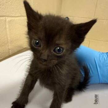 Gypsum -  Domestic Short Hair Cat for Adoption in Troy, Virginia - Gypsum | PetCurious
