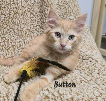 Button -  Domestic Medium Hair Cat for Adoption in Cedar Rapids, Iowa - Button | PetCurious