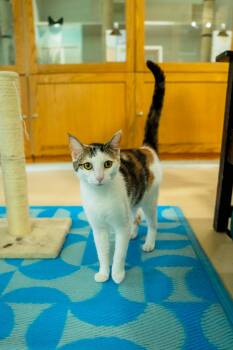 Domestic Short Hair Cats Available for Adoption in Morgantown, West Virginia - Strawberry  | PetCurious