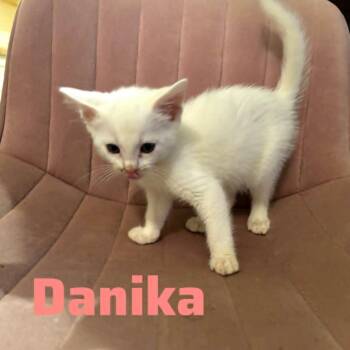 Domestic Short Hair Cats Available for Adoption - Tony | PetCurious