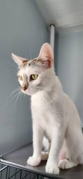 Rescue Domestic Short Hair Cats for Adoption in Stoughton, Wisconsin - Hopper | PetCurious