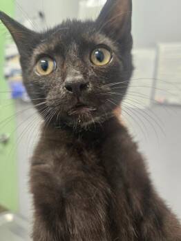 Fonzi -  Domestic Short Hair Cat for Adoption in Bloomington, Indiana - Fonzi | PetCurious