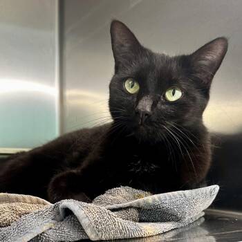 Domestic Short Hair Cats Available for Adoption in Warrensburg, Missouri - Matylda | PetCurious