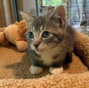 Dyson -  Domestic Short Hair Cat Available for Adoption in Midland, Virginia - Dyson | PetCurious