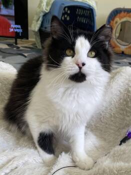 Domestic Long Hair Cats Available for Adoption - Otis | PetCurious