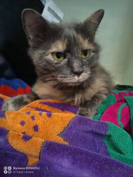 Domestic Short Hair Cats Available for Adoption - Kitty-kitty 1 Year Female Ava 4/15 | PetCurious