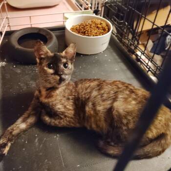 Amour -  Domestic Short Hair Cat for Adoption in Vallejo, California - Amour | PetCurious