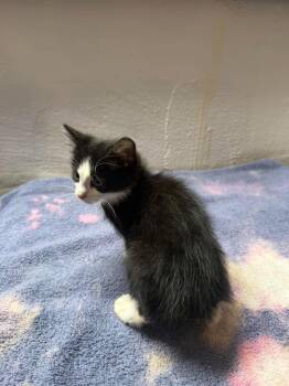 Sheet Metal -  Domestic Short Hair Cat for Adoption in Cleveland, Ohio - Sheet Metal | PetCurious