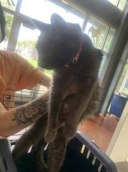 Sally -  Domestic Short Hair Cat for Adoption in New Orleans, Louisiana - Sally | PetCurious