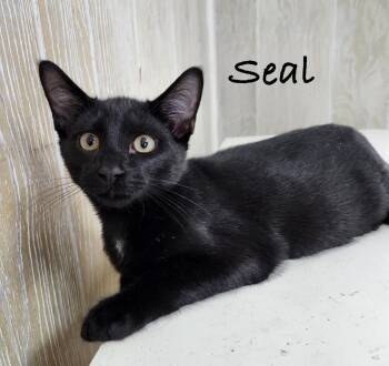 Seal -  Domestic Short Hair Cat for Adoption in Pawleys Island, South Carolina - Seal | PetCurious