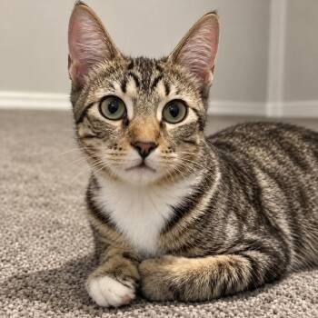 Dr WeebleWobbles -  Domestic Short Hair Cat for Adoption in Austin, Texas - Dr WeebleWobbles | PetCurious