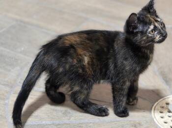 Rescue Tortoiseshell Cats for Adoption in River Falls, Wisconsin - Bonita | PetCurious