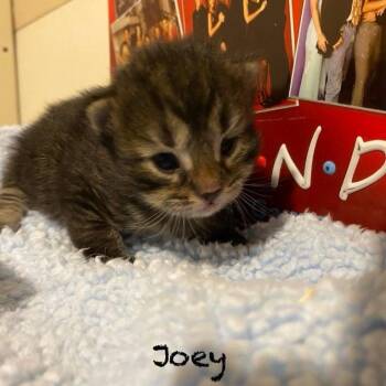 Joey -  Domestic Short Hair Cat for Adoption in Centerville, Tennessee - Joey | PetCurious