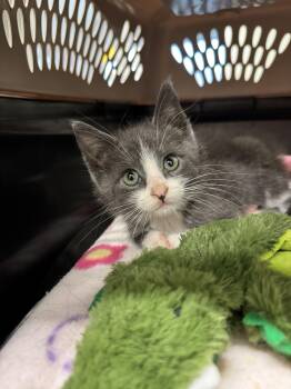 Produce Stand -  Domestic Short Hair Cat for Adoption in Mineral Point, Wisconsin - Produce Stand | PetCurious