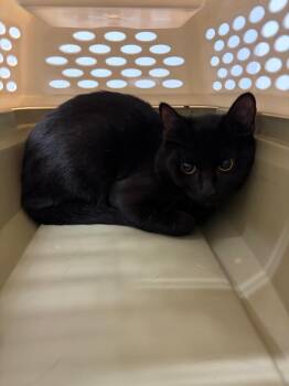Socks -  Domestic Short Hair Cat for Adoption in Bloomington, Indiana - Socks | PetCurious