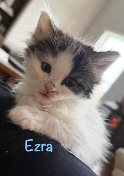 Ezra -  Domestic Long Hair Cat for Adoption in Reston, Virginia - Ezra | PetCurious