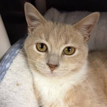 Domestic Short Hair Cats Available for Adoption - Monty | PetCurious