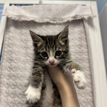 Blueberry -  Domestic Medium Hair Cat for Adoption in Ruckersville, Virginia - Blueberry | PetCurious