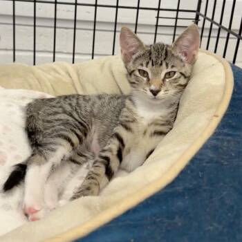 Citrine -  Domestic Short Hair Cat for Adoption in Wantagh, New York - Citrine | PetCurious