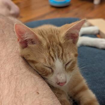 John Lennon -  Domestic Short Hair Cat for Adoption in St. Louis, Missouri - John Lennon | PetCurious