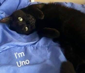 Rescue Domestic Short Hair Cats for Adoption in Little River, South Carolina - Uno | PetCurious