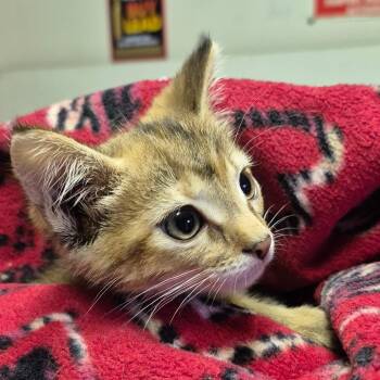 Rescue Domestic Short Hair Cats for Adoption in Gladwin, Michigan - Breena | PetCurious