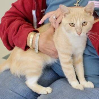 Courtland -  Domestic Short Hair Cat for Adoption in Birmingham, Alabama - Courtland | PetCurious