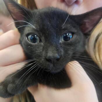 Lotus -  Domestic Short Hair Cat for Adoption in Grantsville, Utah - Lotus | PetCurious