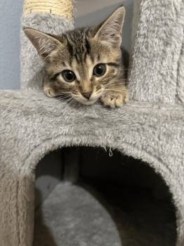 Rescue Domestic Short Hair Cats for Adoption in Bryan, Texas - Lima | PetCurious