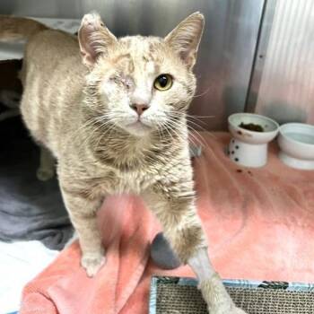 Trouble -  Domestic Short Hair Cat for Adoption - Trouble | PetCurious