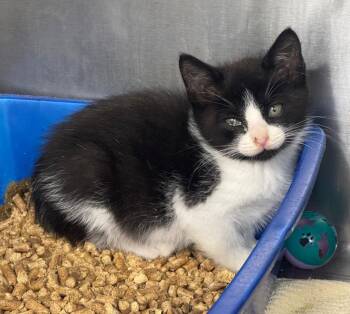 Lisa -  Domestic Short Hair Cat for Adoption in Danielsville, Georgia - Lisa | PetCurious