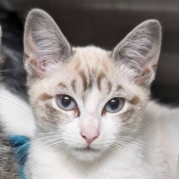 Kella -  Domestic Short Hair Cat for Adoption in Seattle, Washington - Kella | PetCurious
