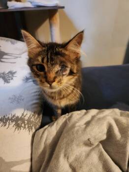 Tommy -  Domestic Long Hair Cat for Adoption in Wheaton, Illinois - Tommy | PetCurious