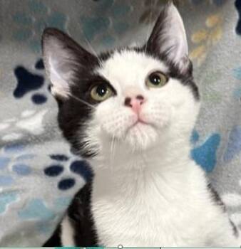 Zoro -  Domestic Short Hair Cat for Adoption in Atlanta, Georgia - Zoro | PetCurious
