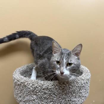 Lync -  Domestic Short Hair Cat for Adoption in Brentwood, Missouri - Lync | PetCurious