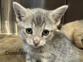 Dandelion -  Domestic Short Hair and Siamese Cat for Adoption in St. George, Utah - Dandelion | PetCurious