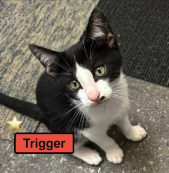 Domestic Short Hair Cats Available for Adoption in Zimmerman, Minnesota - Trigger | PetCurious