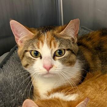 Domestic Short Hair Cats Available for Adoption in Nashville, Tennessee - Crystal | PetCurious