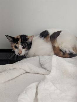 Rescue Domestic Short Hair Cats for Adoption in Brunswick, Georgia - WILLOW | PetCurious