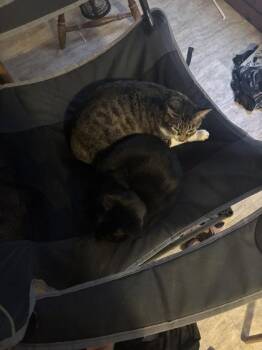 Domestic Short Hair Cats Available for Adoption in Kansas City, Missouri - Little Miss | PetCurious