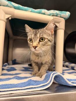 Alice -  Domestic Short Hair Cat for Adoption in Gillette, Wyoming - Alice | PetCurious