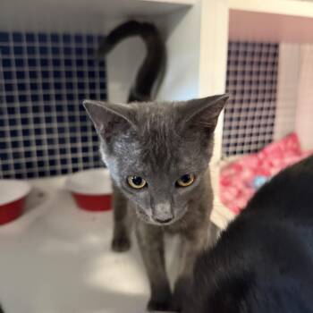 Woosh -  Domestic Short Hair and Russian Blue Cat for Adoption in Oceanside, California - Woosh | PetCurious