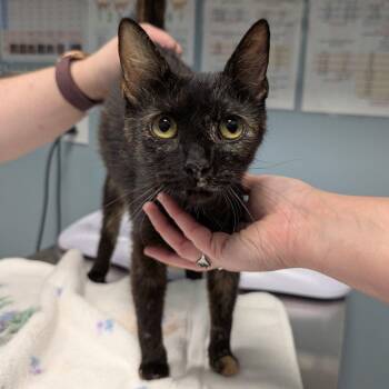 Joy -  Domestic Short Hair Cat for Adoption in New Castle, Delaware - Joy | PetCurious