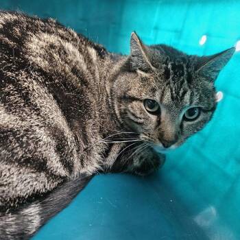 Domestic Short Hair Cats Available for Adoption - Fiona | PetCurious