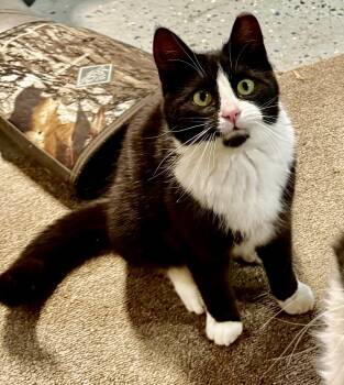 Domestic Short Hair Cats Available for Adoption in Seven Valleys, Pennsylvania - Two Gals | PetCurious