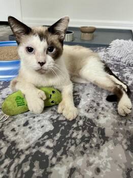 Snowshoe and Extra Toes Cat Hemingway Polydactyl Cats Available for Adoption in Ruskin, Florida - Rudy | PetCurious