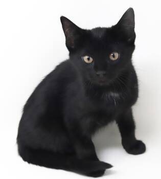 Bombay Cats Available for Adoption in Bedford Hills, New York - Palmoma Is Just Purrfection!  ULTIMATE SNUGGLE KITTEN | PetCurious