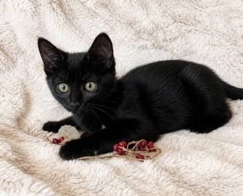 Bendy -  Domestic Short Hair Cat for Adoption in Los Angeles, California - Bendy | PetCurious