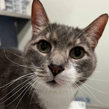 Linus -  American Shorthair Cat for Adoption in Kennebunk, Maine - Linus | PetCurious